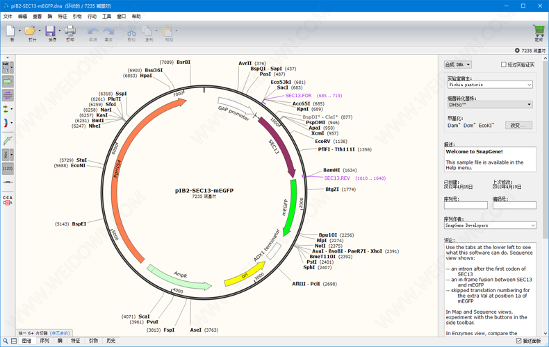 SnapGene下载 - SnapGene 5.2.2 中文破解版