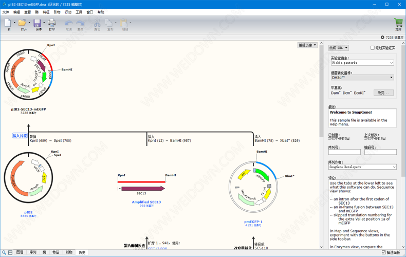 SnapGene下载 - SnapGene 5.2.2 中文破解版